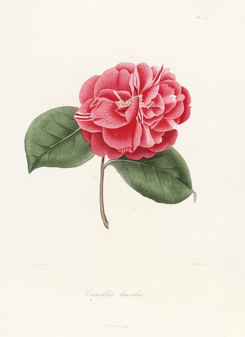 Lorenzo Berlèse - Iconographie du genre Camellia Pl.045