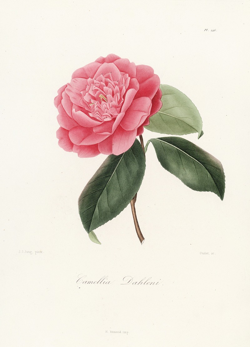 Lorenzo Berlèse - Iconographie du genre Camellia Pl.046