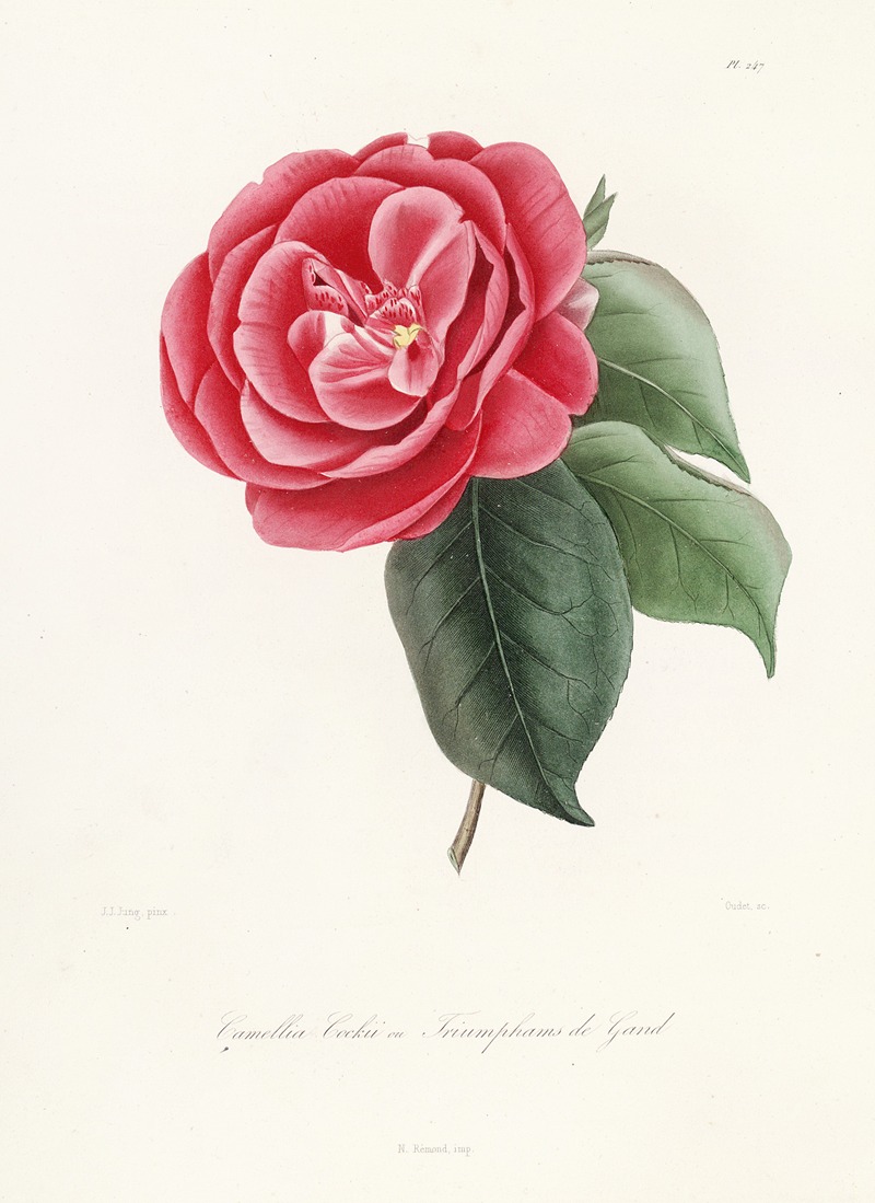 Lorenzo Berlèse - Iconographie du genre Camellia Pl.047