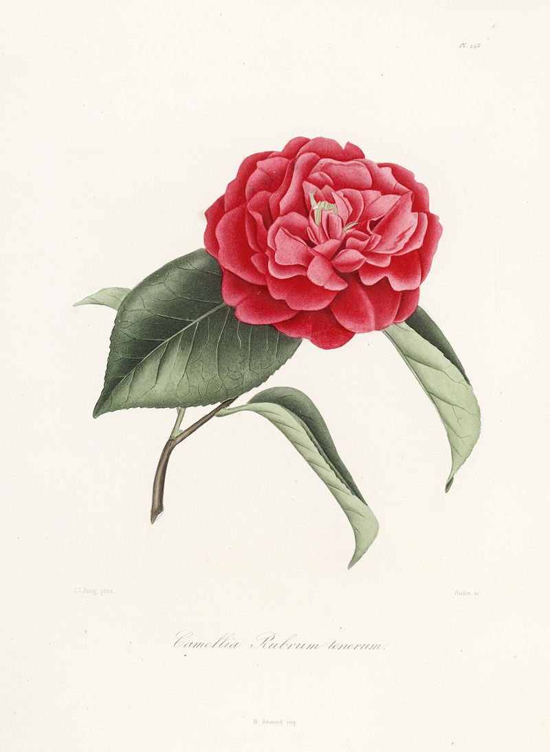 Lorenzo Berlèse - Iconographie du genre Camellia Pl.048