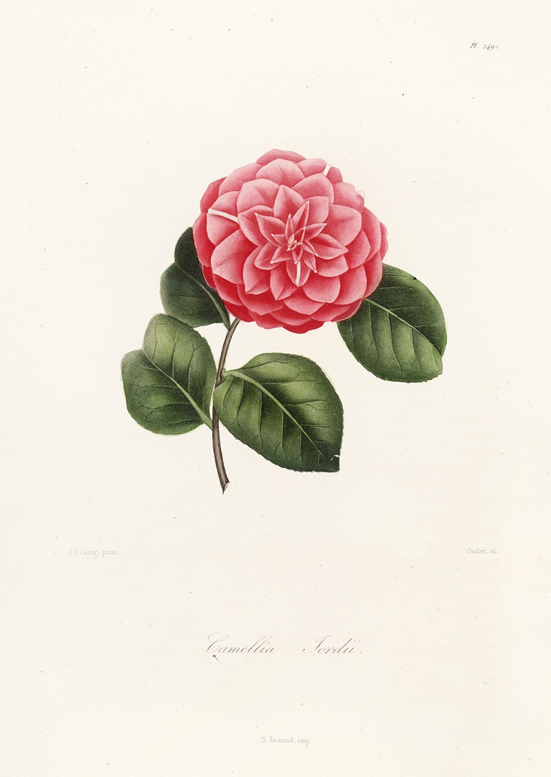 Lorenzo Berlèse - Iconographie du genre Camellia Pl.049