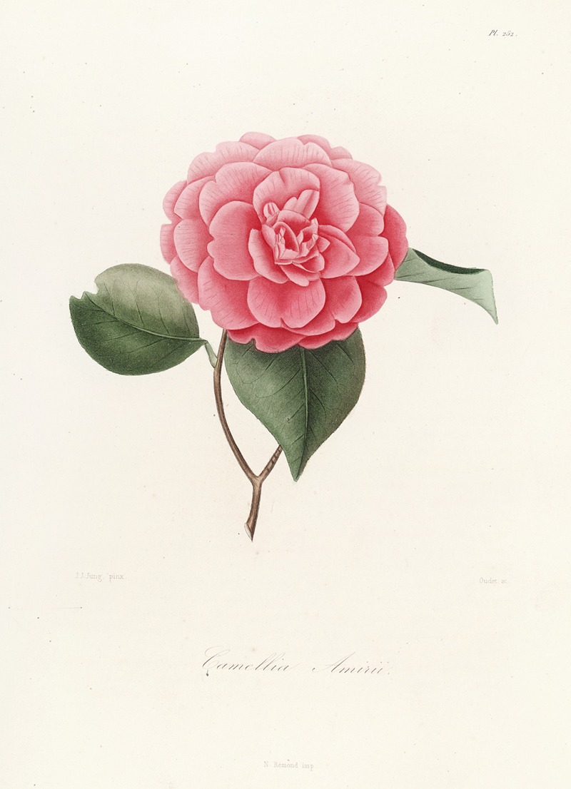 Lorenzo Berlèse - Iconographie du genre Camellia Pl.052