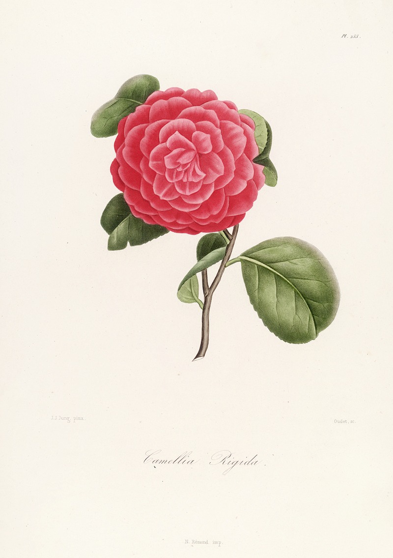 Lorenzo Berlèse - Iconographie du genre Camellia Pl.055