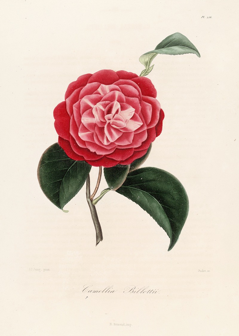 Lorenzo Berlèse - Iconographie du genre Camellia Pl.056