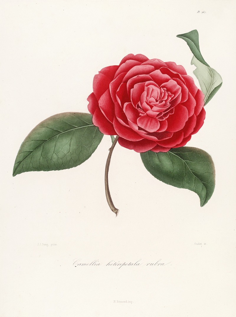 Lorenzo Berlèse - Iconographie du genre Camellia Pl.062