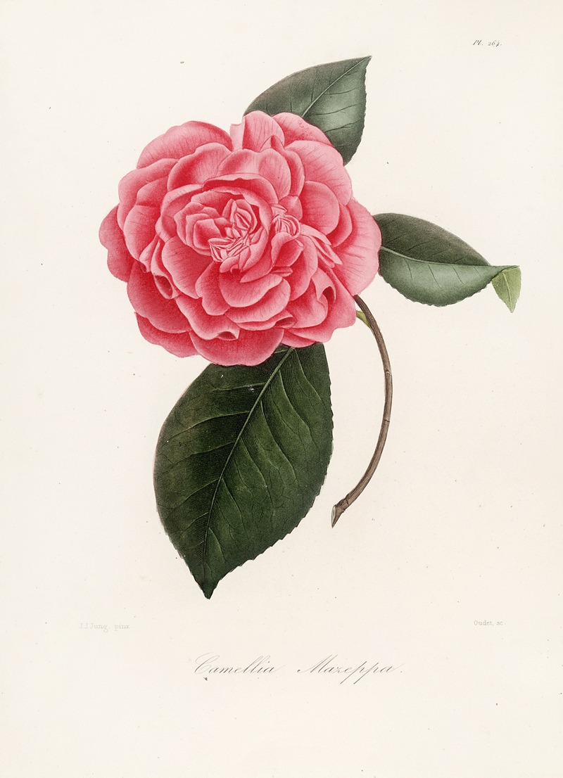 Lorenzo Berlèse - Iconographie du genre Camellia Pl.064