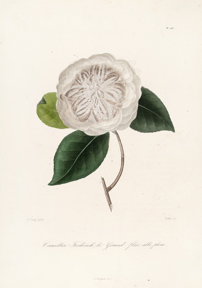 Lorenzo Berlèse - Iconographie du genre Camellia Pl.065