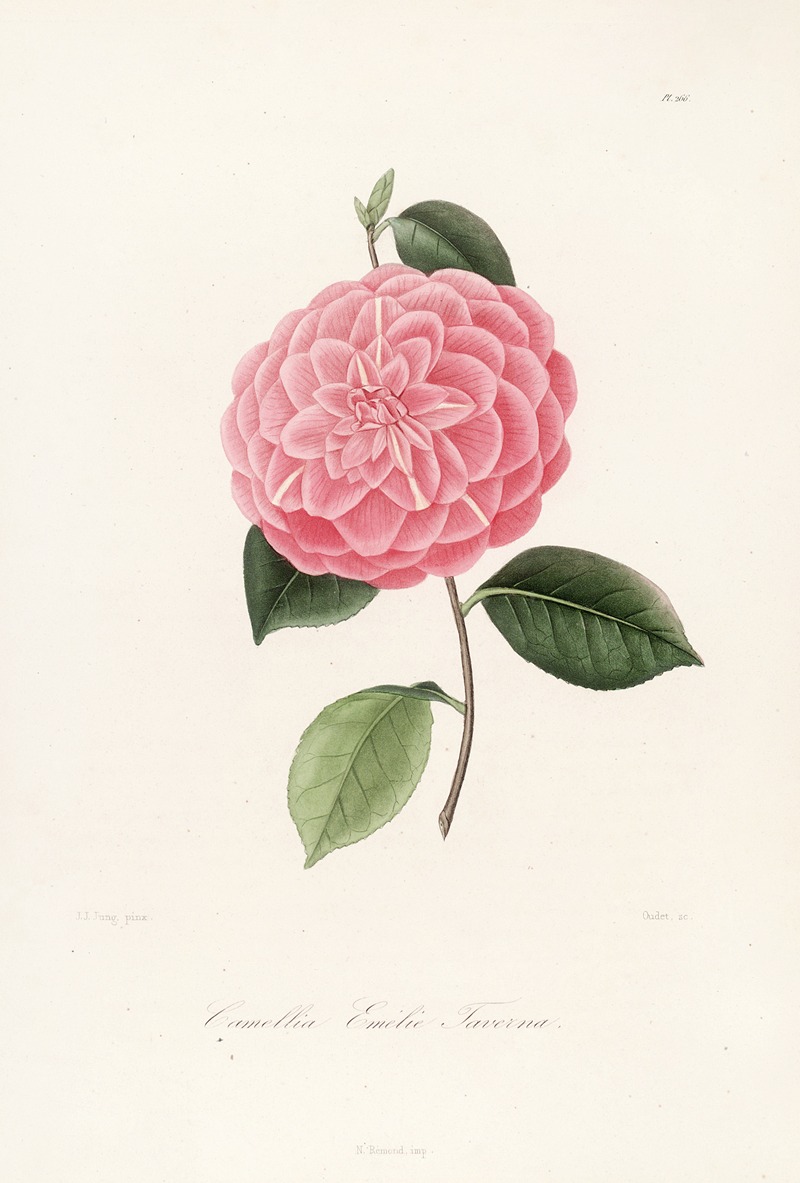 Lorenzo Berlèse - Iconographie du genre Camellia Pl.066