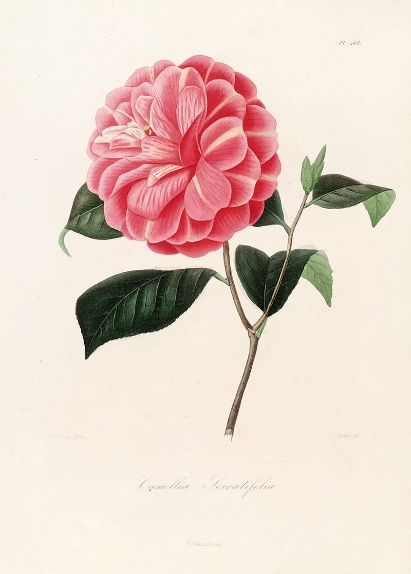 Lorenzo Berlèse - Iconographie du genre Camellia Pl.068