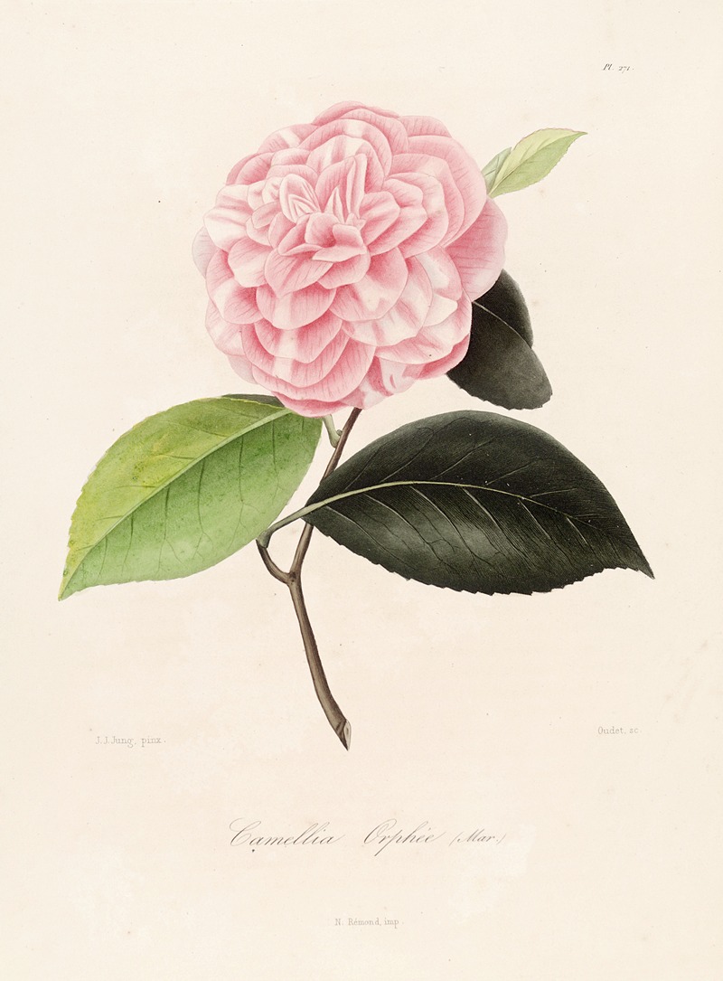 Lorenzo Berlèse - Iconographie du genre Camellia Pl.071