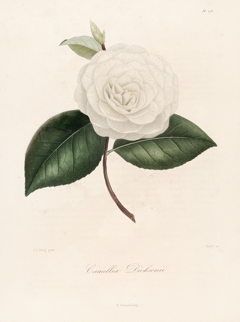 Lorenzo Berlèse - Iconographie du genre Camellia Pl.073