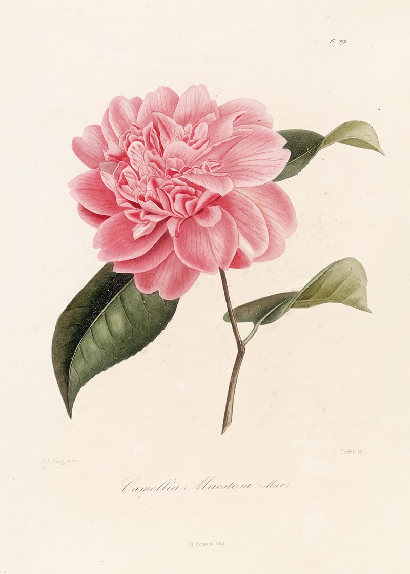 Lorenzo Berlèse - Iconographie du genre Camellia Pl.074