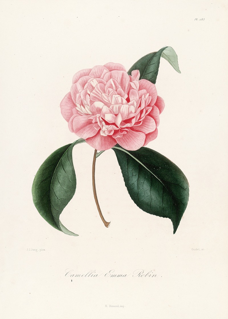 Lorenzo Berlèse - Iconographie du genre Camellia Pl.083