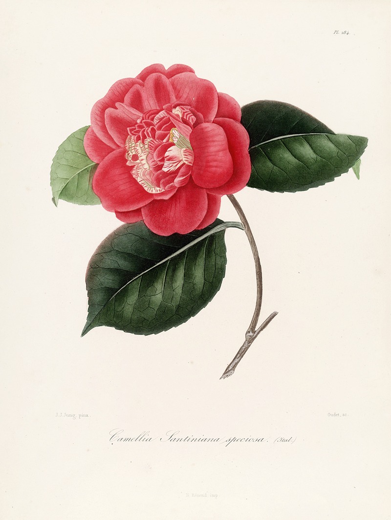 Lorenzo Berlèse - Iconographie du genre Camellia Pl.084