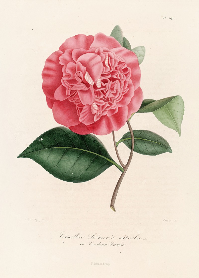 Lorenzo Berlèse - Iconographie du genre Camellia Pl.089