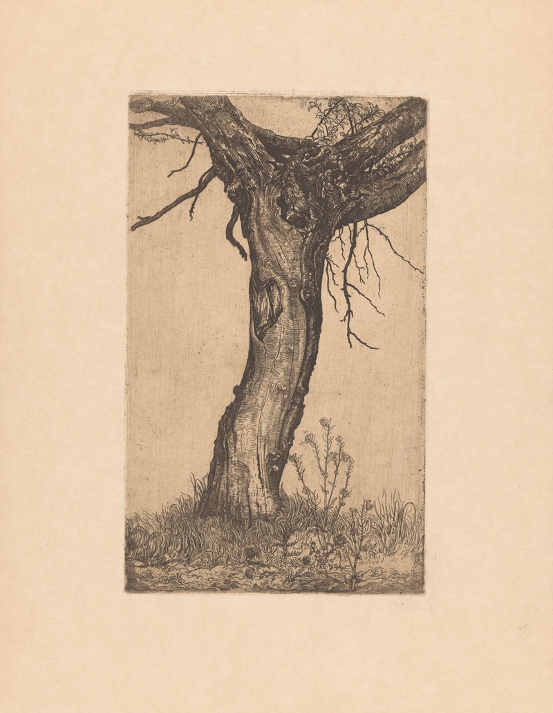 Pieter Dupont - Wilg