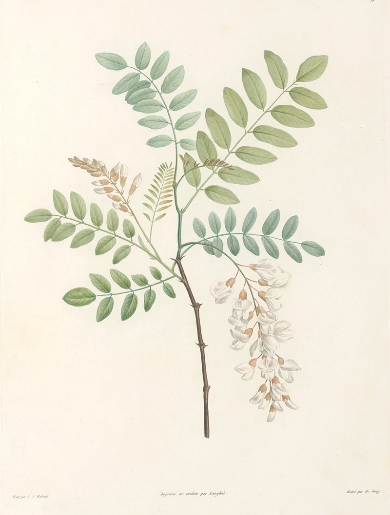 Pierre Joseph Redouté - La botanique de J. J. Rousseau Pl 18