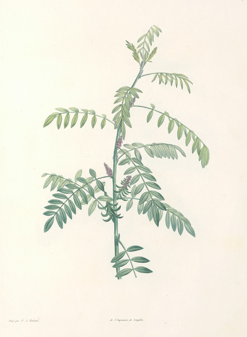 Pierre Joseph Redouté - La botanique de J. J. Rousseau Pl 19