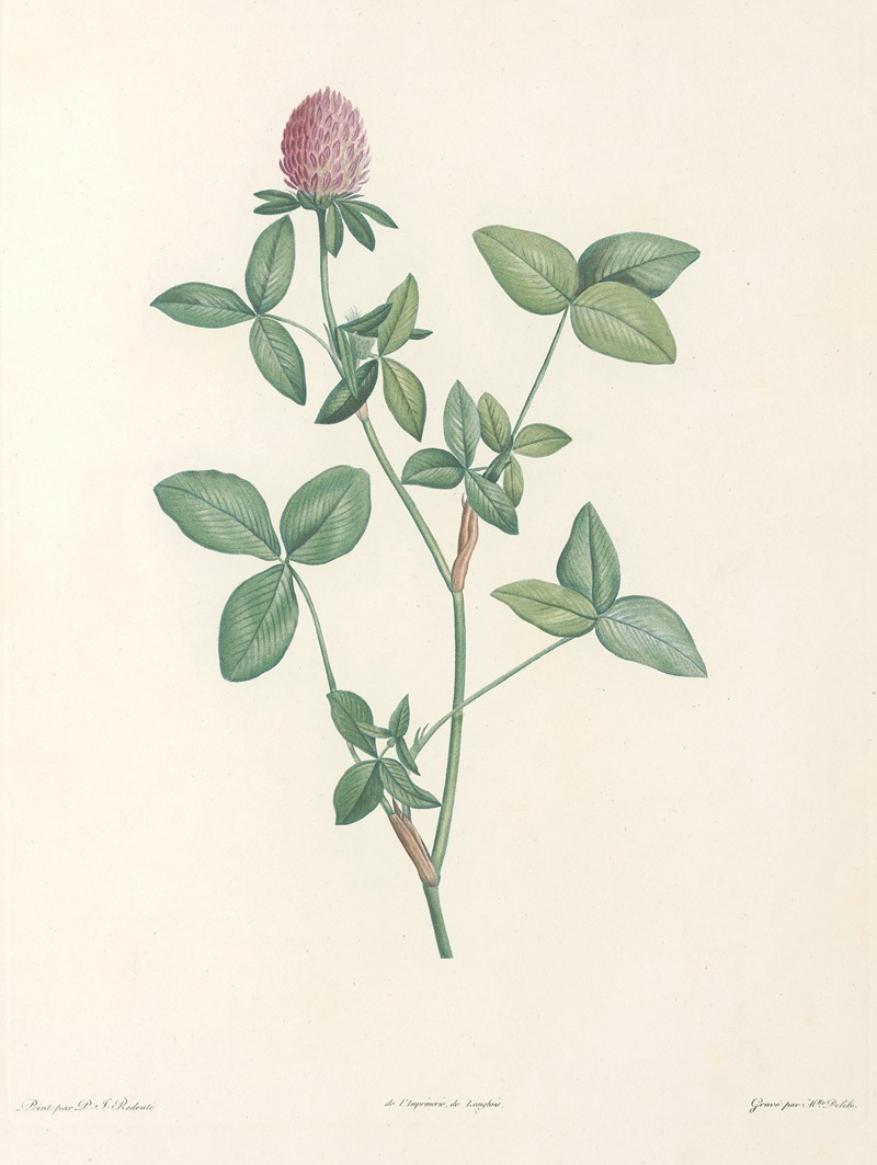 Pierre Joseph Redouté - La botanique de J. J. Rousseau Pl 20