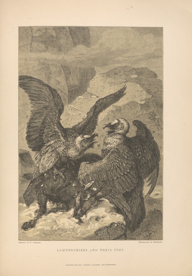 Theodor Gsell Fels - F.‎ ‎Specht – Lammergeiers‎ ‎and‎ ‎their‎ ‎Prey