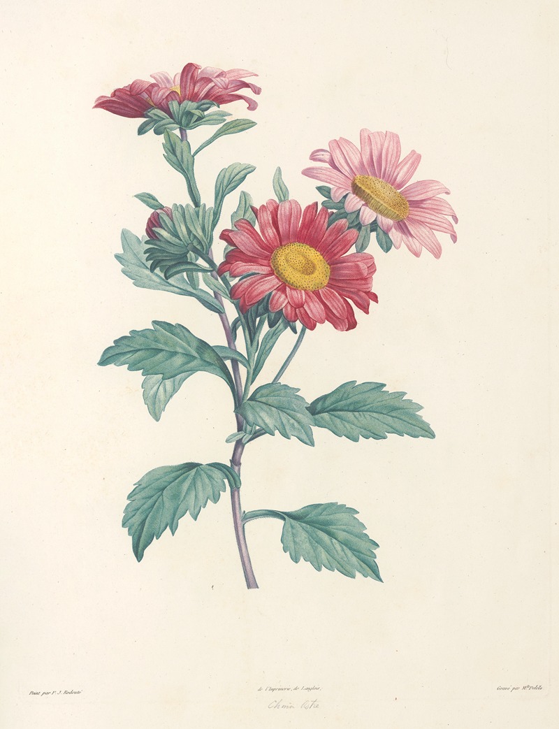 Pierre Joseph Redouté - La botanique de J. J. Rousseau Pl 38
