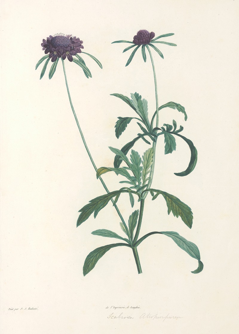 Pierre Joseph Redouté - La botanique de J. J. Rousseau Pl 39