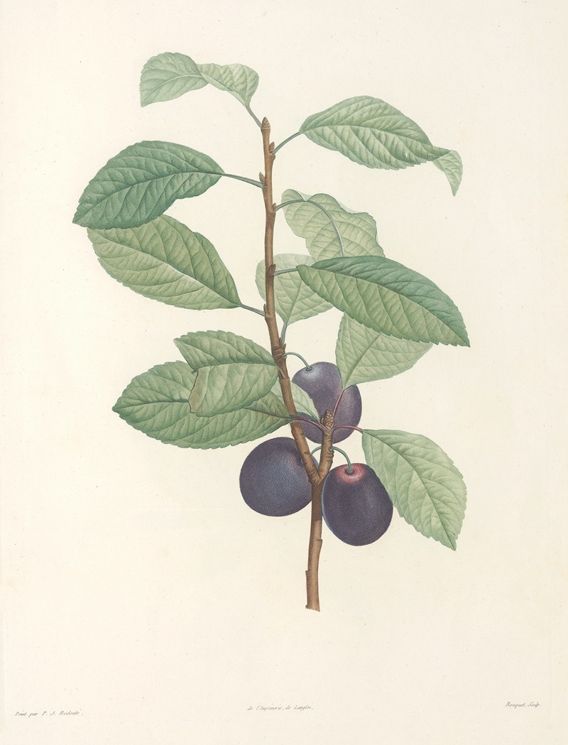 Pierre Joseph Redouté - La botanique de J. J. Rousseau Pl 44