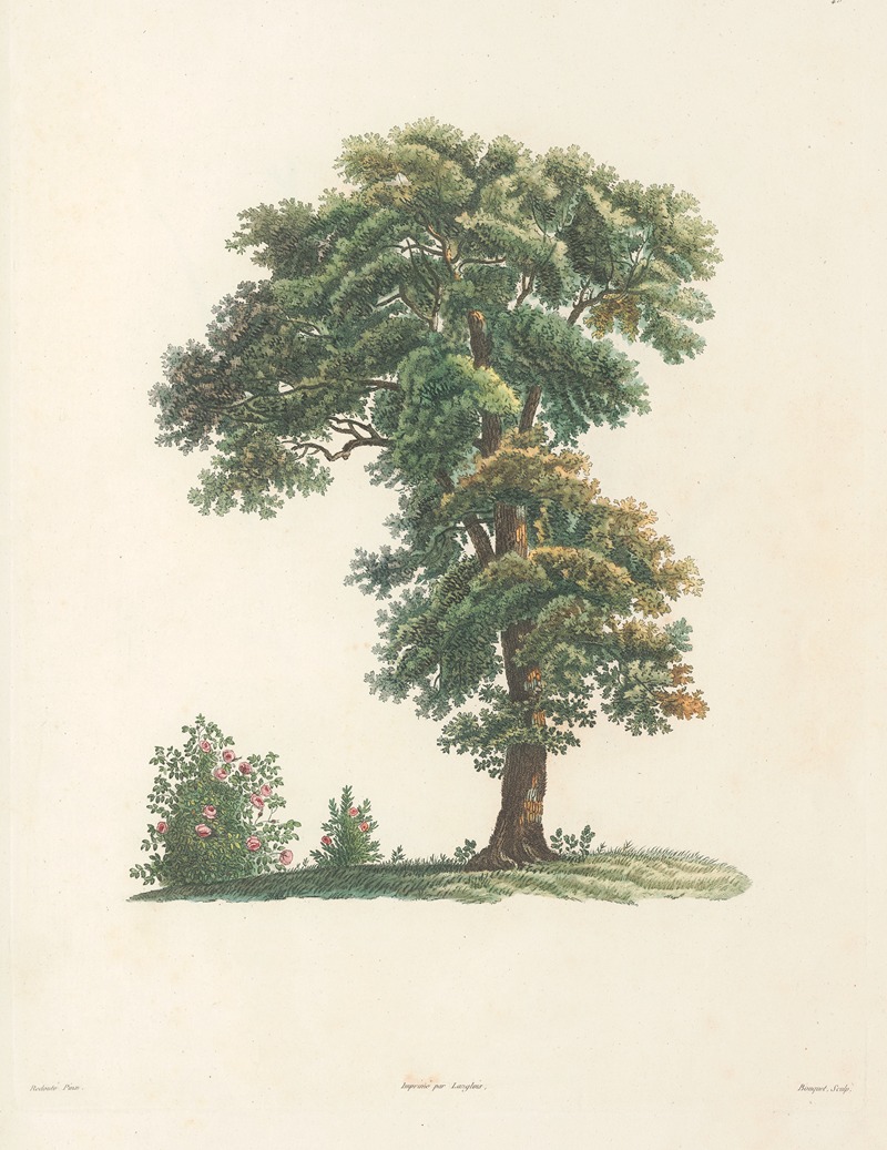 Pierre Joseph Redouté - La botanique de J. J. Rousseau Pl 48