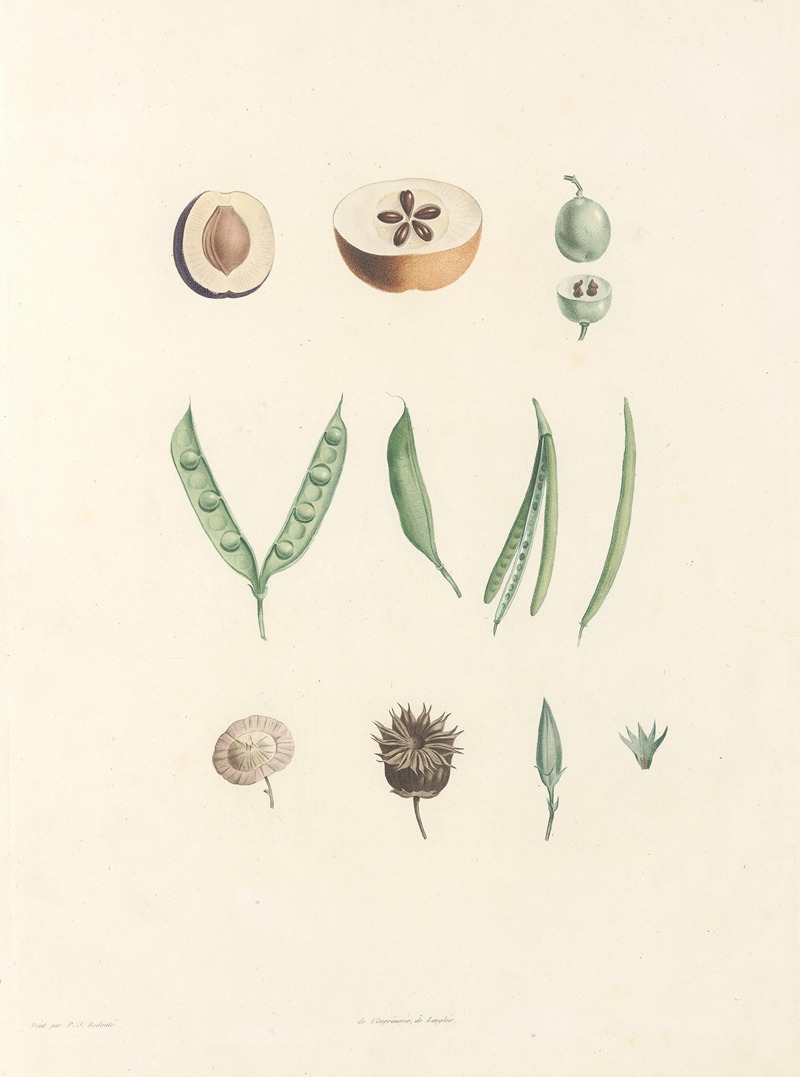 Pierre Joseph Redouté - La botanique de J. J. Rousseau Pl 62