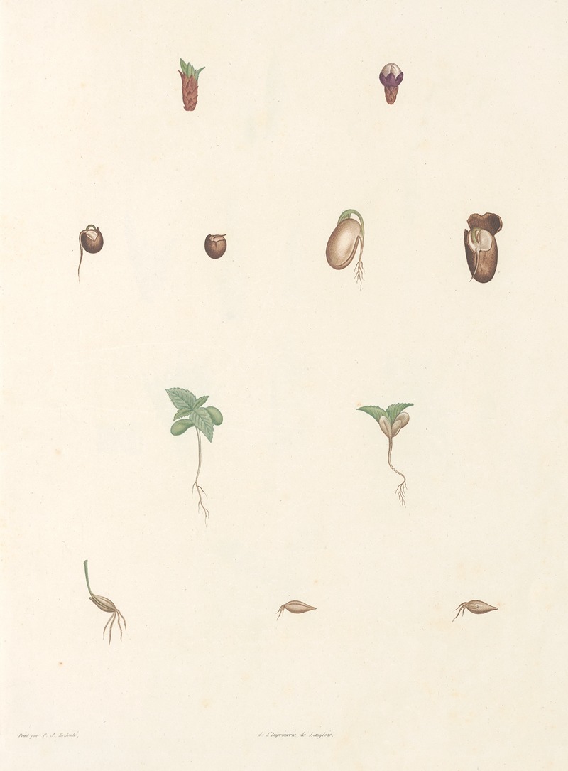 Pierre Joseph Redouté - La botanique de J. J. Rousseau Pl 63