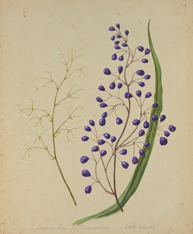 Sarah Featon - [Dianella intermedia (Ink plant)
