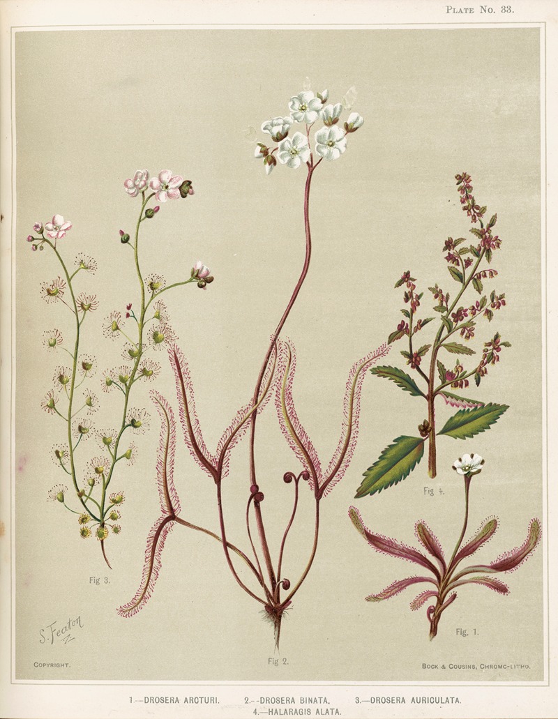 Sarah Featon - 1. – Drosera arcturi. 2. – Drosera binata. 3. – Drosera auriculata. 4. – Halaragis altata. Plate 33