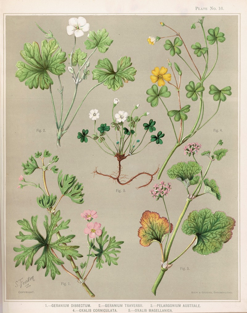 Sarah Featon - 1. – Geranium dissectum. 2. – Geranium traversii. 3. – Pelargonium australe. 4. – Oxalis corniculata. 5. – Oxalis magellanica. Plate 16