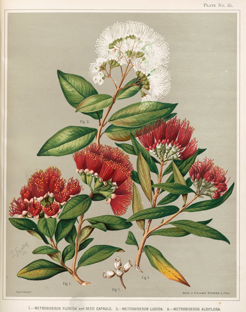 Sarah Featon - 1. – Metrosideros florida and Seed Capsule. 2. – Metrosideros lucida. 3. – Metrosideros albiflora. Plate 35