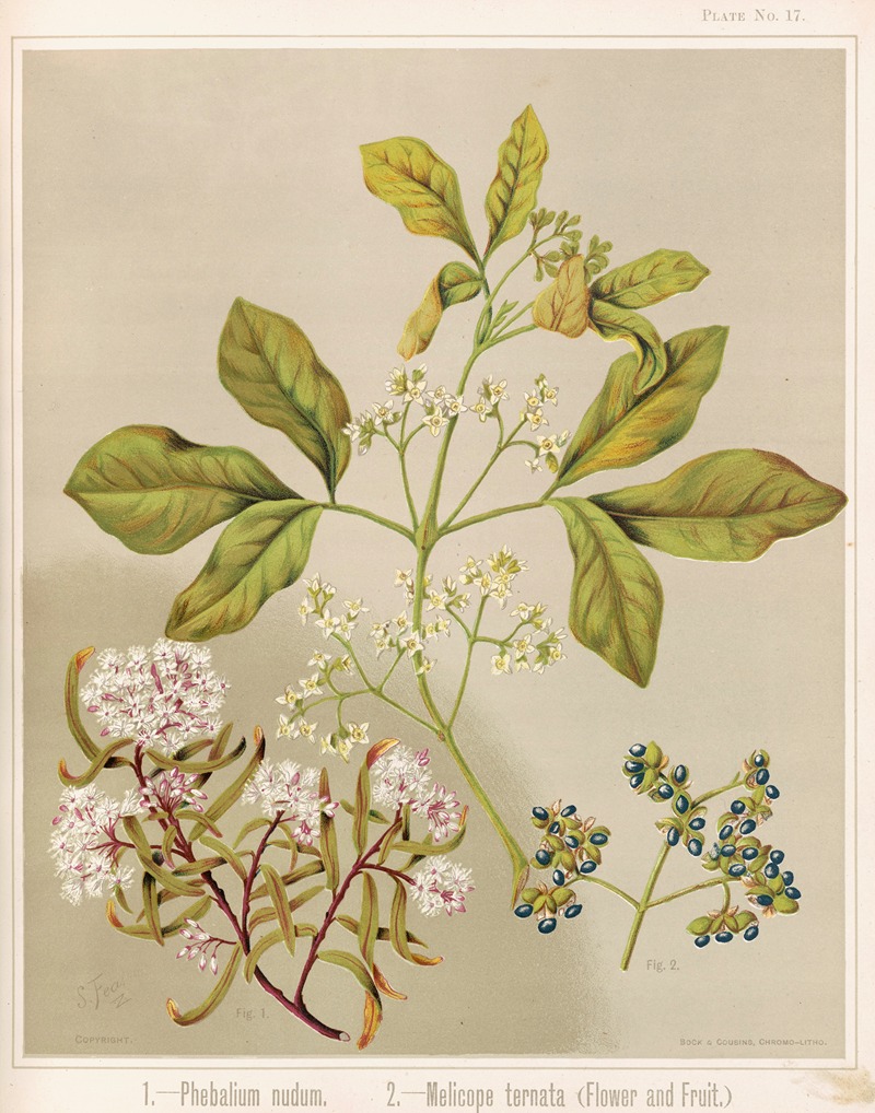 Sarah Featon - 1. – Phebalium nudum. 2. – Melicope ternata (flower and fruit.) Plate 17