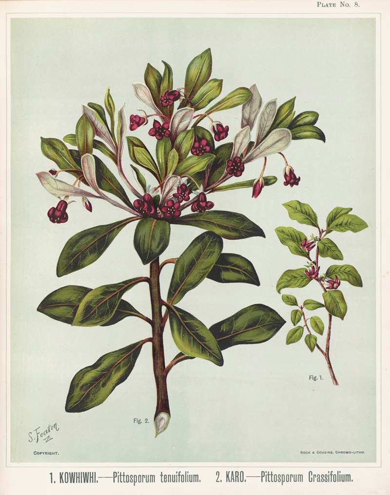 Sarah Featon - 1. Kowhiwhi. – Pittosporum tenuifolium 2. Karo. – Pittosporum crassifolium. Plate 8
