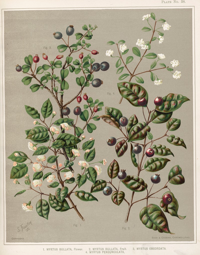 Sarah Featon - 1. Myrtus bullata, Flower. 2. Myrtus bullata, Fruit. 3. Myrtus obcordata. 4. Myrus pendunculata. Plate 38