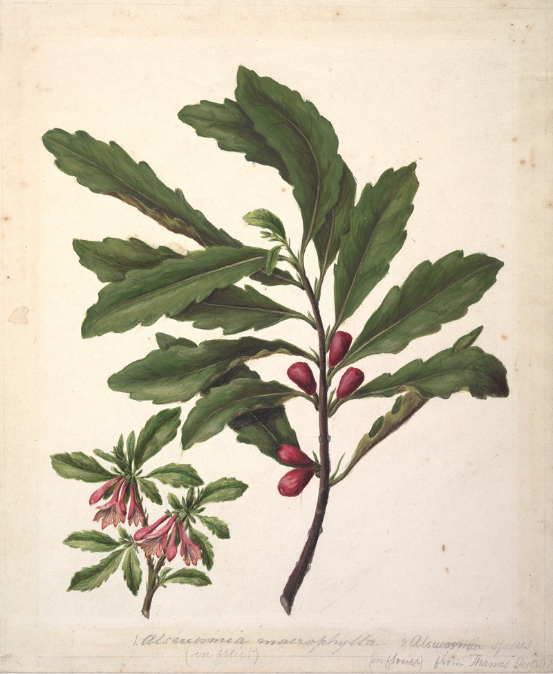 Sarah Featon - Alseuosmia macrophylla; Alseuosmia banksii var.banksii. (New Zealand toropapa