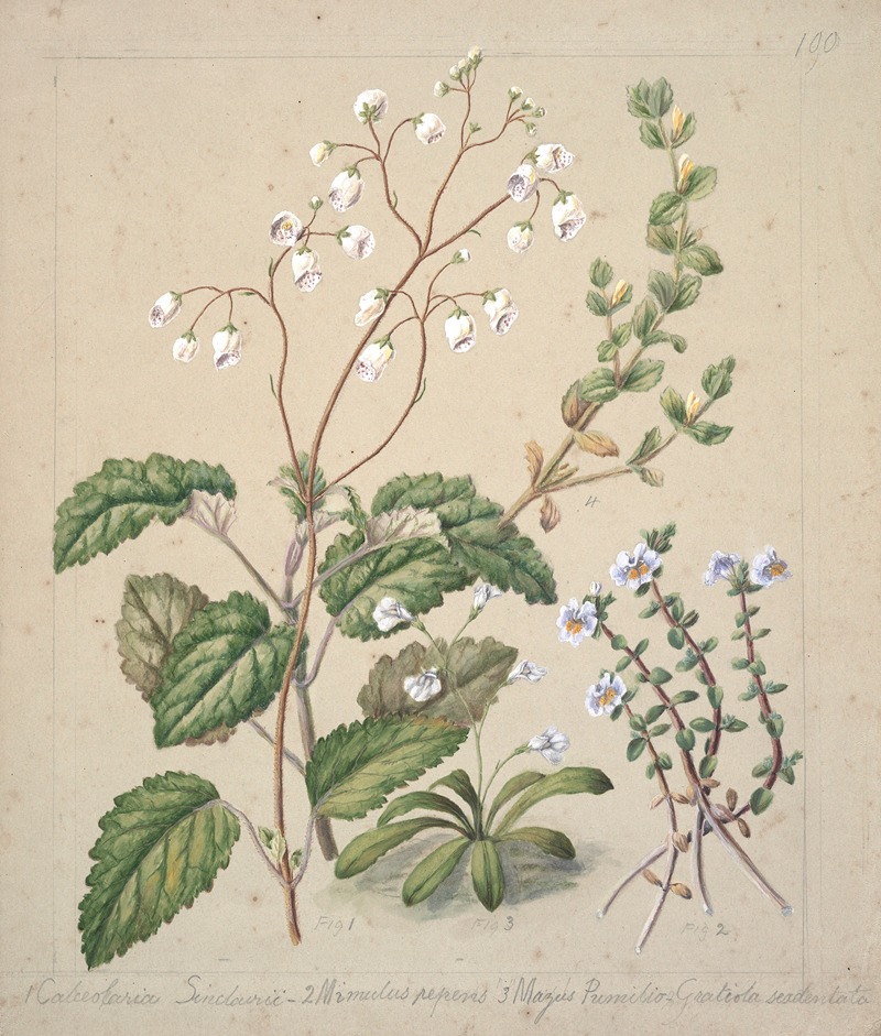 Sarah Featon - Calceolaria sinclarii; Mimulus repens; Mazus pumilio