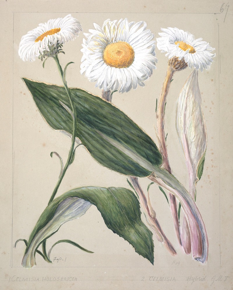 Sarah Featon - Celmisia holosericea; Celmisia hybrid (New Zealand mountain daisies)
