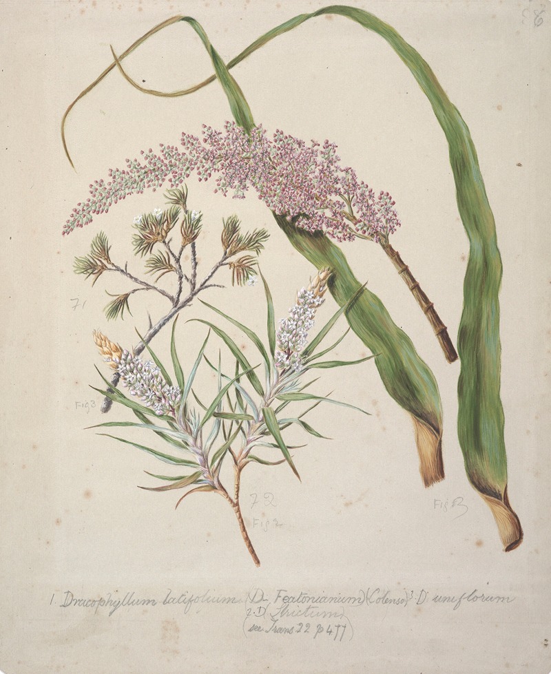 Sarah Featon - Dracophyllum latifolium Neinei; Dracophyllum strictum; Dracophyllum uniflorum;Turpentine scrub