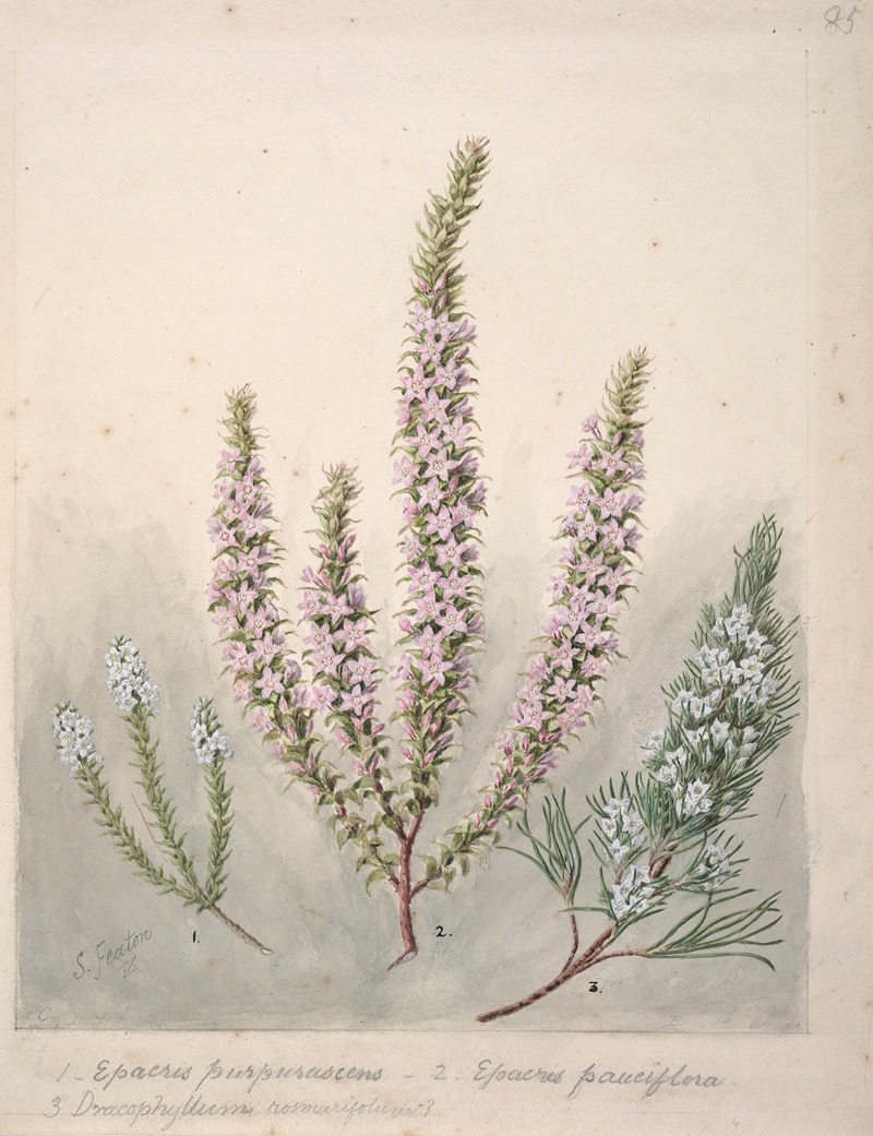 Sarah Featon - Epacris(2species); Dracophyllum(1 species)