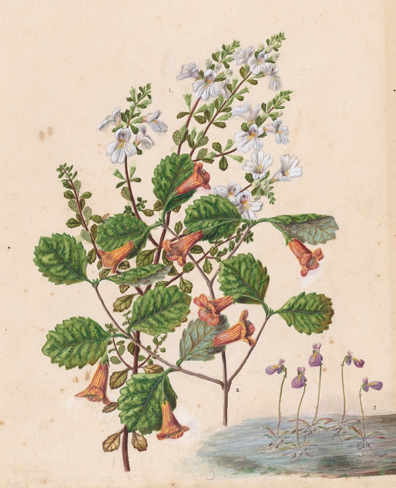 Sarah Featon - Euphrasia cuneata; Rhabdothamnus solandri; Utricularia monanthos