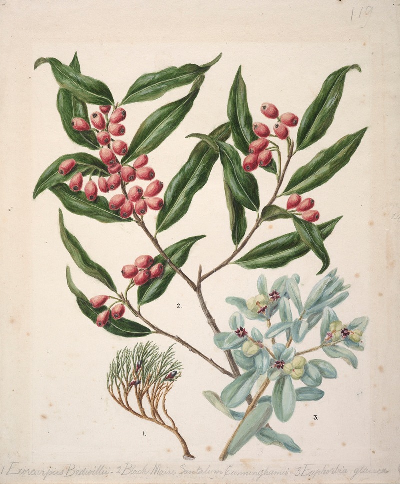 Sarah Featon - Exorcarpus bidwillii; Black Maire santalum cunninghamii; Euphorbia glauca