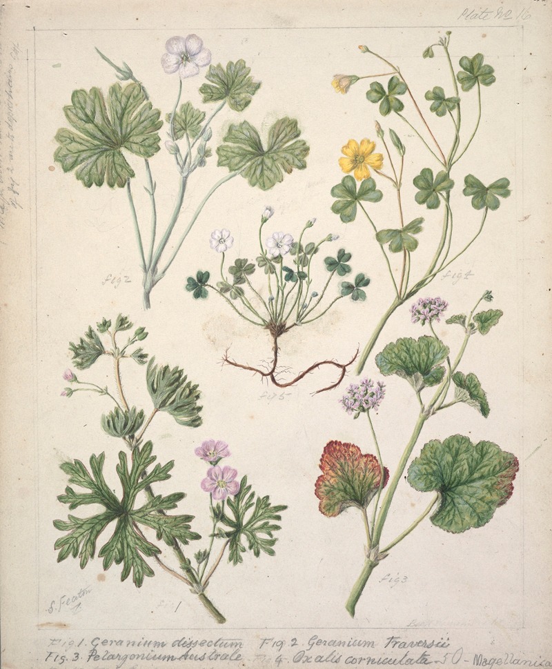 Sarah Featon - Geranium dissectum; Geranium traversii; Pelargonium Australe; Oxalis corniculata; Magellanica