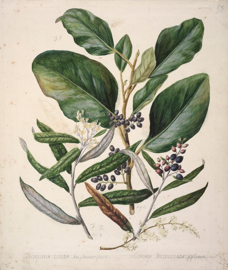 Sarah Featon - Griselinia lucida; Corokia Buddleoides