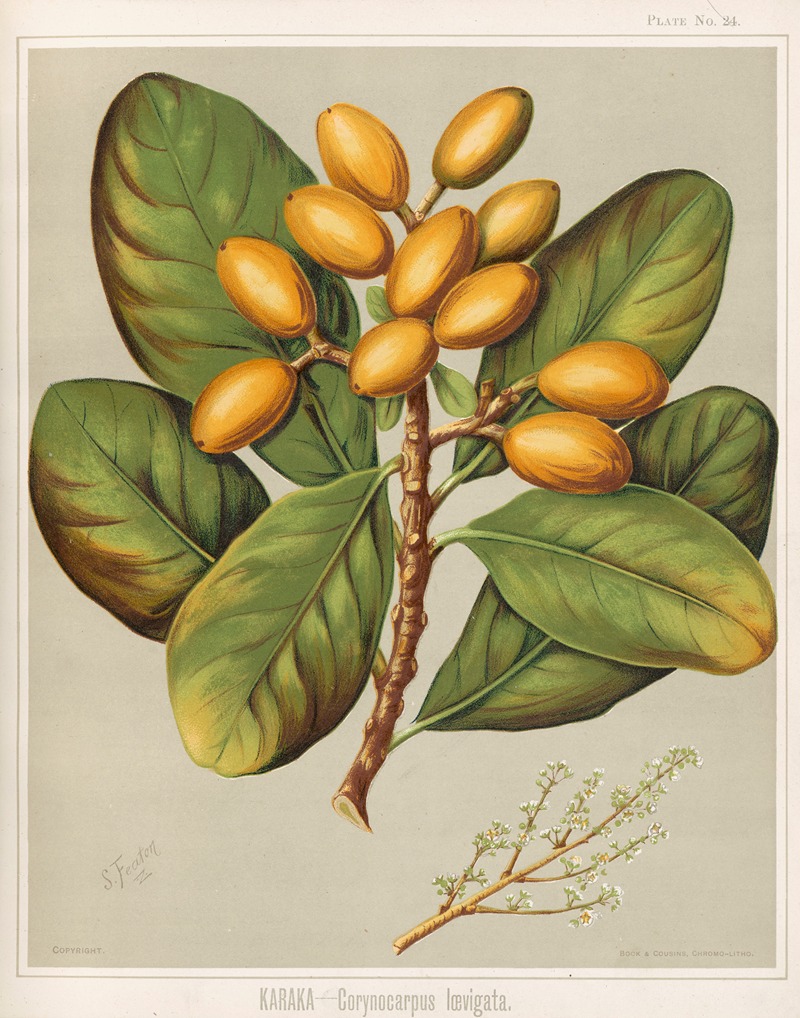 Sarah Featon - Karaka – Corynocarpus Ioevigata. Plate 24