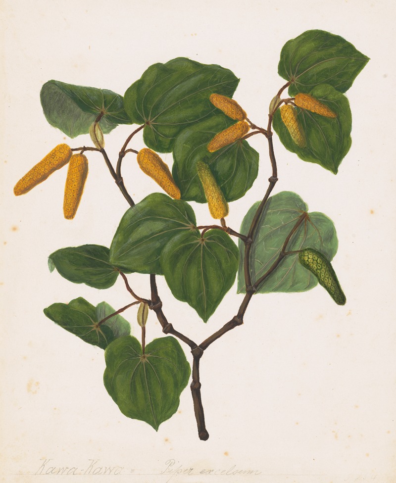 Sarah Featon - Kawa kawa, Macropiper excelsum