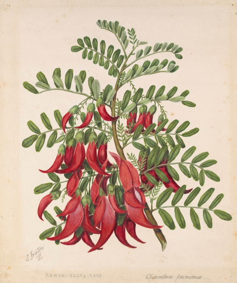 Sarah Featon - Kowhai-ngutu-kaka. Clianthus puniceus