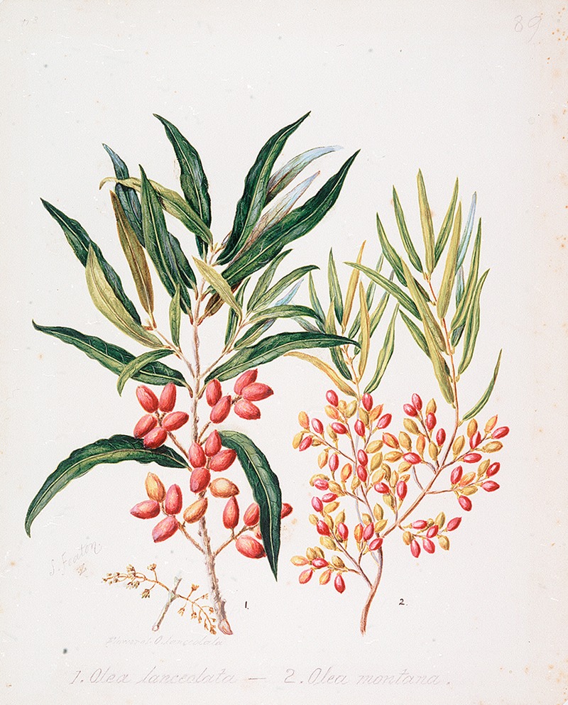 Sarah Featon - Nestegis lanceolata; N. montana
